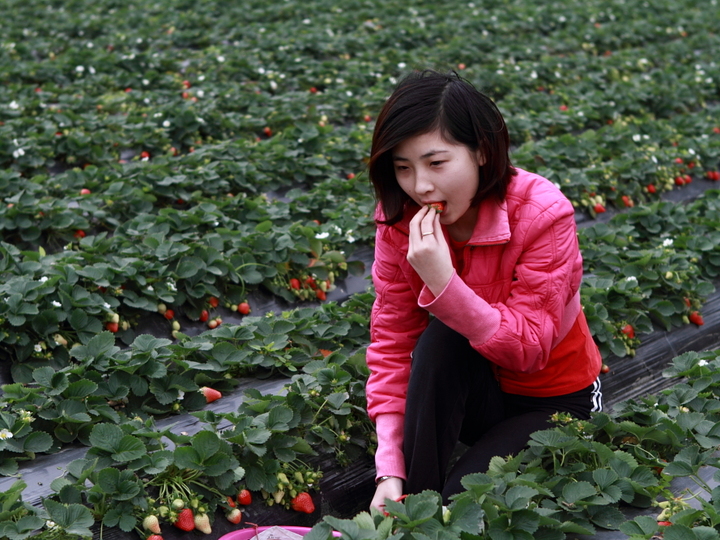 在种植与栽培技术方面,红樱桃草莓园一直受到江苏省农科院专家的技术
