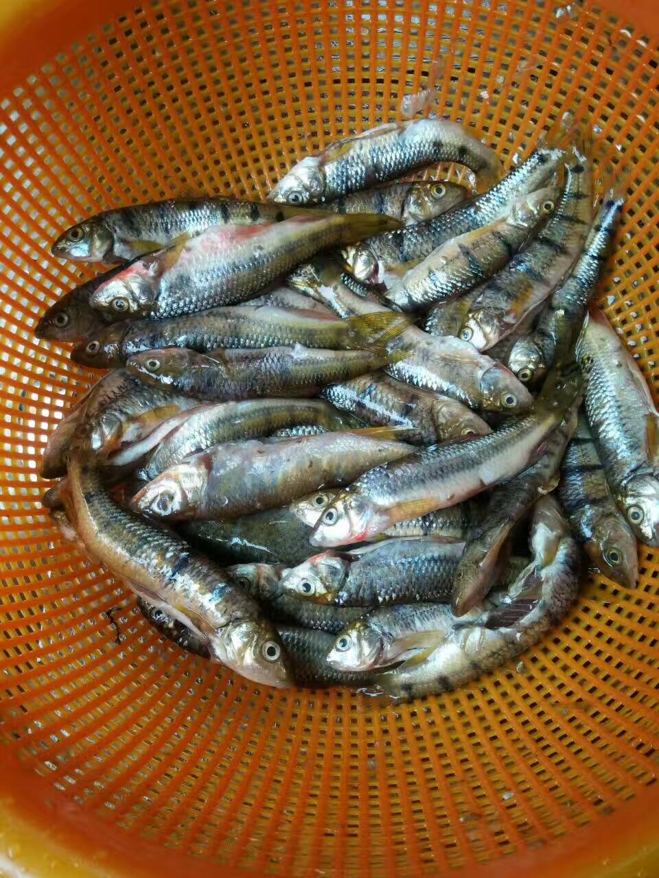 芦茨湾野生石斑鱼