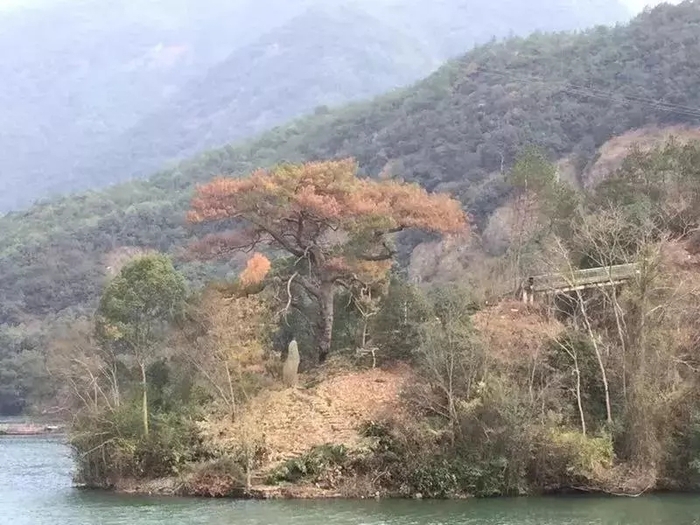 外来生物入侵对浙江杭州桐庐旅游的影响危害