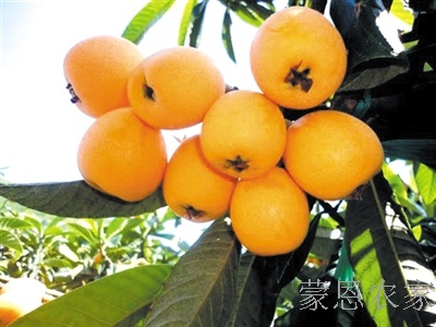 枇杷熟了 枇杷熟了