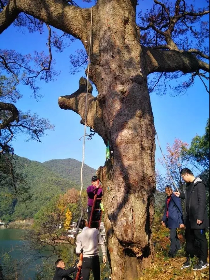 外来生物入侵对浙江杭州桐庐旅游的影响危害