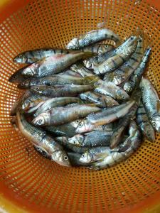 农家乐图片：刚刚从芦茨溪里面捕到的野生鱼。又可以给游客加给菜了。